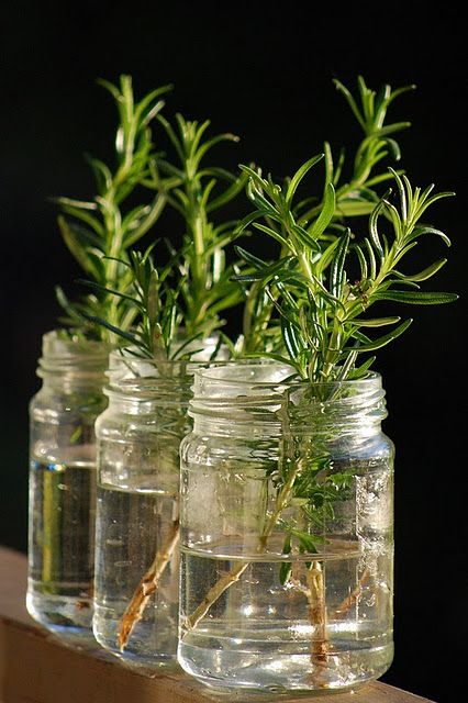 How To Propagate Rosemary In Water? - Fastnewsfeed