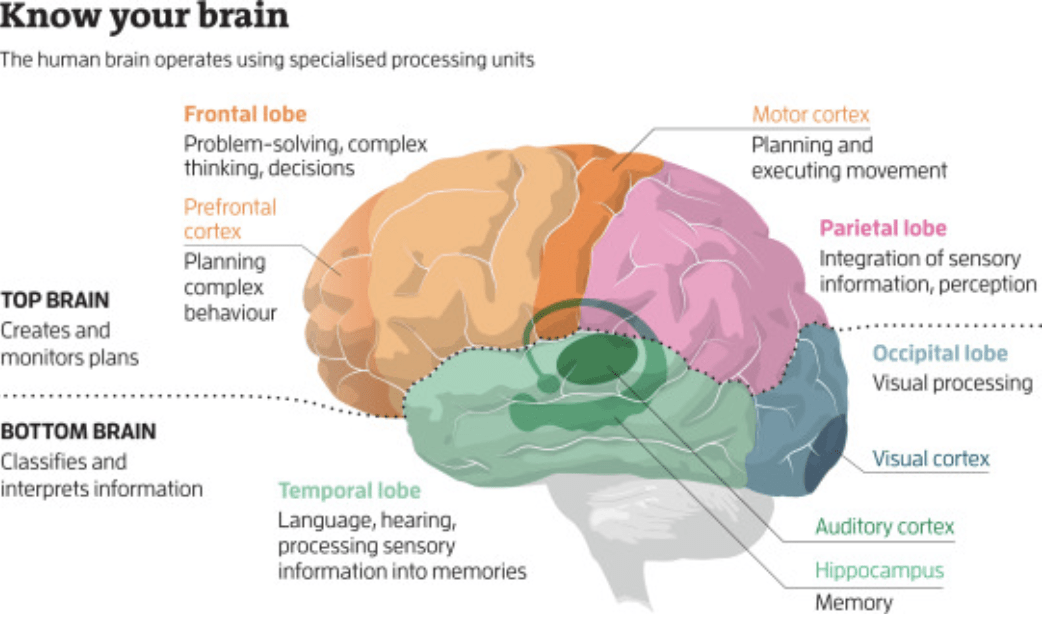 The Wonders Of The Human Brain - Fastnewsfeed